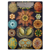 Ascidiae van Ernst Haeckel,  zeedieren Klembord (Voorkant)