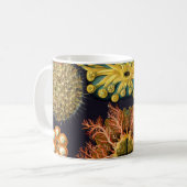 Ascidiae van Ernst Haeckel, zeedieren Mok (Voorkant links)