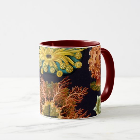 Ascidiae van Ernst Haeckel, zeedieren Mok (Voorkant rechts)