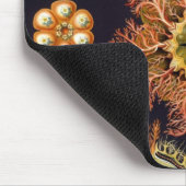 Ascidiae van Ernst Haeckel,  zeedieren Muismat (Hoek)