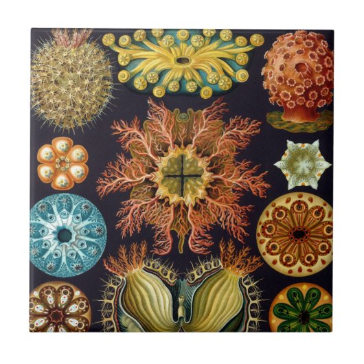 Ascidiae van Ernst Haeckel,  zeedieren Tegeltje (Voorkant)