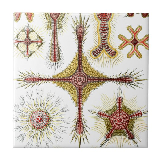 Ascidiae van Ernst Haeckel,  zeedieren Tegeltje (Voorkant)