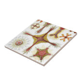 Ascidiae van Ernst Haeckel,  zeedieren Tegeltje (Zijkant)