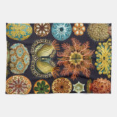 Ascidiae van Ernst Haeckel,  zeedieren Theedoek (Horizontaal)