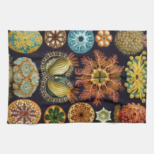 Ascidiae van Ernst Haeckel,  zeedieren Theedoek (Horizontaal)