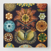 Ascidiae van Ernst Haeckel,  zeedieren Vierkante Klok (Voorkant)
