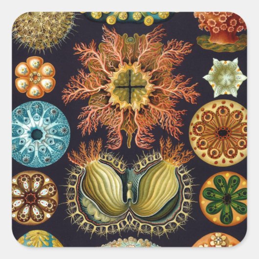 Ascidiae van Ernst Haeckel,  zeedieren Vierkante Sticker (Voorkant)