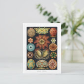 Ascidiae Zee Urchin Vintage Poster Briefkaart (Staand voorkant)