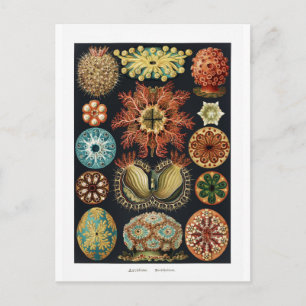 Ascidiae Zee Urchin Vintage Poster Briefkaart