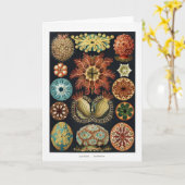 Ascidiae Zee Urchin Vintage Poster Kaart (Gele Bloem)