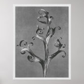 Asclepias Syriaca (Common Milkweed) vergroot 18 ti Poster (Voorkant)