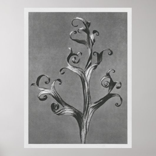 Asclepias Syriaca (Common Milkweed) vergroot 18 ti Poster (Voorkant)