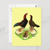 Aseel Black Red Chicken Family Briefkaart (Voorkant / Achterkant)
