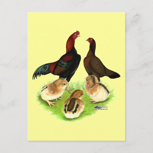 Aseel Black Red Chicken Family Briefkaart (Voorkant)