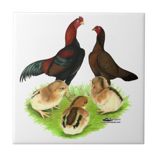Aseel Black Red Chicken Family Tegeltje (Voorkant)