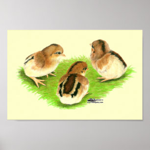 Aseel Black Red Chicken Poster