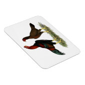 Aseel Black Red Kickens Magneet (Rechterzijde)