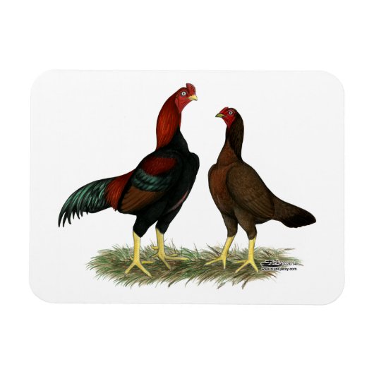 Aseel Black Red Kickens Magneet (Horizontaal)