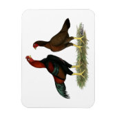 Aseel Black Red Kickens Magneet (Verticaal)