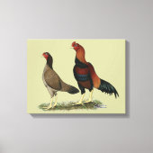 Aseel Wheaten Kippen Canvas Afdruk (Voorkant)