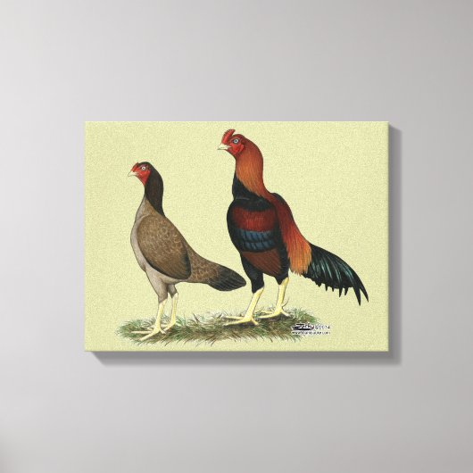 Aseel Wheaten Kippen Canvas Afdruk (Voorkant)