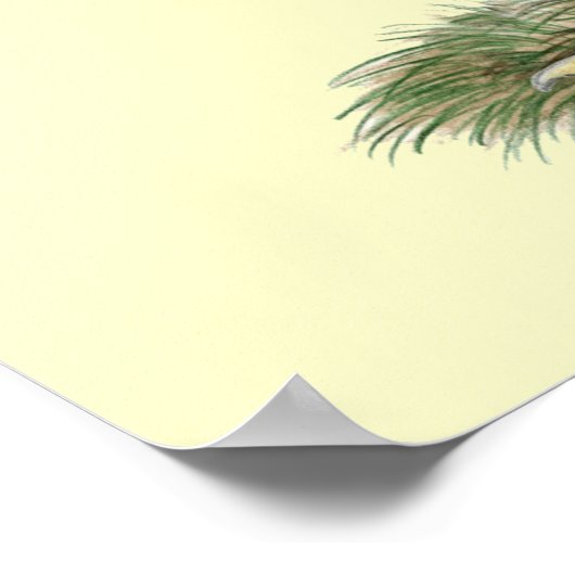 Aseel Wheaten Kippen Poster (Hoek)