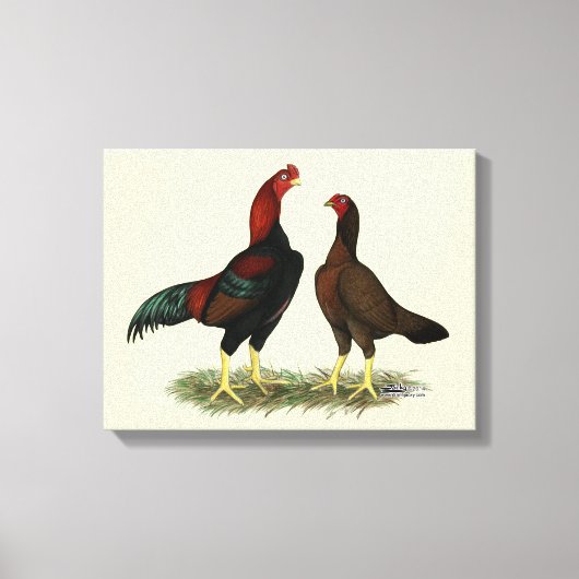 Aseel Zwarte Rode Kippen Canvas Afdruk (Voorkant)