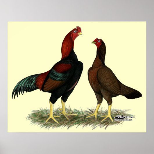 Aseel Zwarte Rode Kippen Poster (Voorkant)