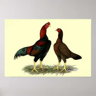 Aseel Zwarte Rode Kippen Poster