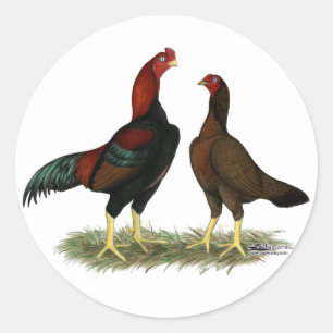 Aseel Zwarte Rode Kippen Ronde Sticker