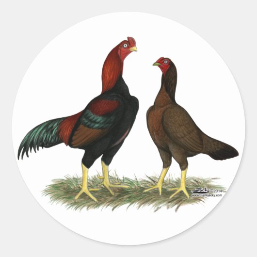Aseel Zwarte Rode Kippen Ronde Sticker (Voorkant)
