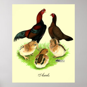 Aseel Zwarte Rode Kippenfamilie Poster