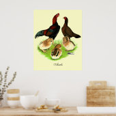 Aseel Zwarte Rode Kippenfamilie Poster (Keuken)