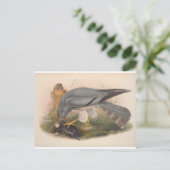 Ash-Colored Harrier Bird_GC - Briefkaart (Staand voorkant)