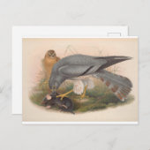 Ash-Colored Harrier Bird_GC - Briefkaart (Voorkant / Achterkant)