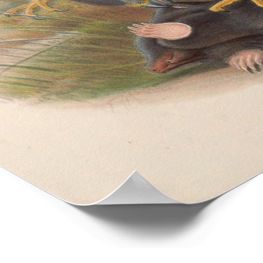  Ash Colored Harrier Bird Poster (Hoek)