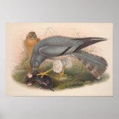  Ash Colored Harrier Bird Poster (Voorkant)
