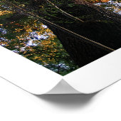 Ash Tree-foto Poster (Hoek)