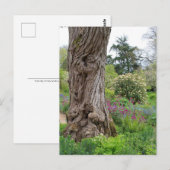 Ash Tree gestructureerde barstpatronen Hidcote Gar Briefkaart (Voorkant / Achterkant)