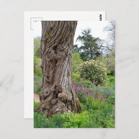 Ash Tree gestructureerde barstpatronen Hidcote Gar Briefkaart (Voorkant / Achterkant)