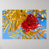 Ashberry Poster (Voorkant)