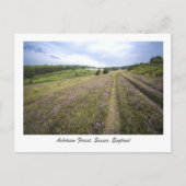 Ashdown Forest Briefkaart (Voorkant)