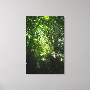 Ashdown Forest Winnie de Pooh Woodland Walk Canvas Afdruk