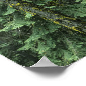 Ashland, Rogue RIver National Forest Poster (Hoek)