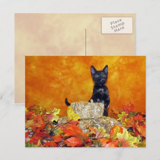 Ashlynn's herfst - Briefkaart Cat / Kitten (Voorkant / Achterkant)