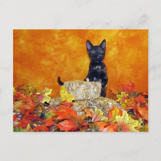 Ashlynn's herfst - Briefkaart Cat / Kitten (Voorkant)