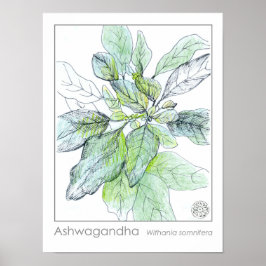 Ashwagahanda Plant Gezondheid Geneeskrachtige Krui Poster
