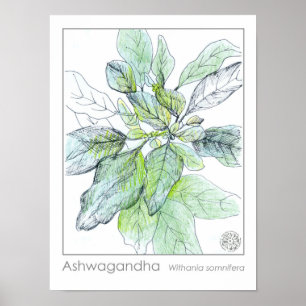 Ashwagahanda Plant Gezondheid Geneeskrachtige Krui Poster