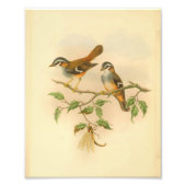 Ashy Fronted Flycatcher Oranje Vogel  Print Foto Afdruk (Voorkant)