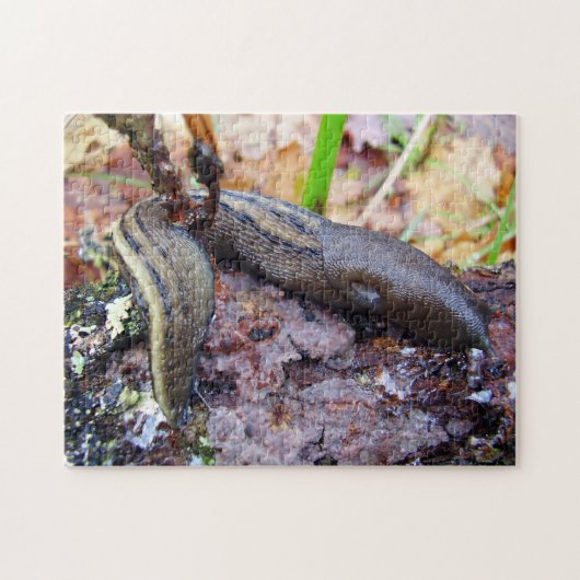 Ashy-Gray Slug Foto Puzzle met Gift Box Legpuzzel (Horizontaal)
